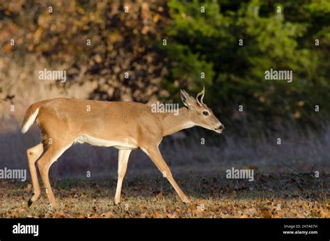 White Tailed Deer Odocoileus Virginianus Buck Stock Photo Alamy