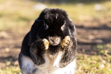 Rabbits Leo Duplo And Luna Gut Aiderbichl