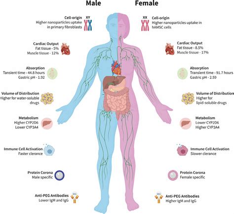 Sex Differences Affecting Pk Of Nanocarriers Download Scientific Diagram