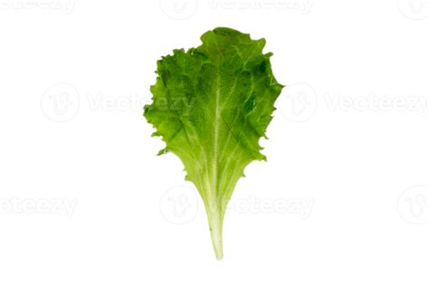 Lettuce Leaf Isolated On A Transparent Background 22024842 Png