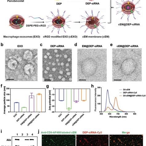 The Design Of Exosome Drug Delivery System A Schematic Illustration