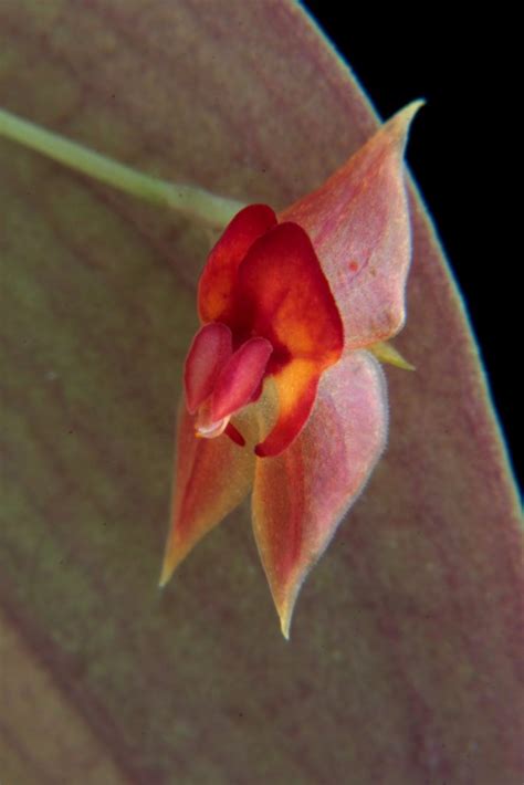 Lepanthes Bradei Wiel Driessen Flickr