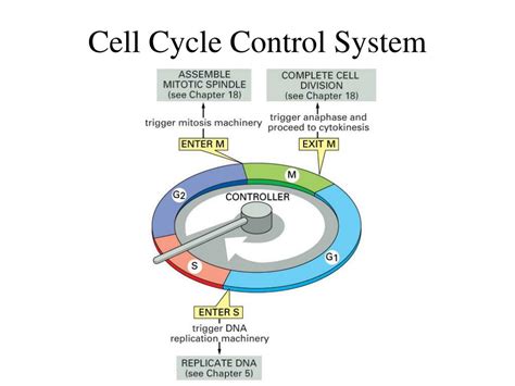 Ppt Cell Cycle Powerpoint Presentation Free Download Id5046905