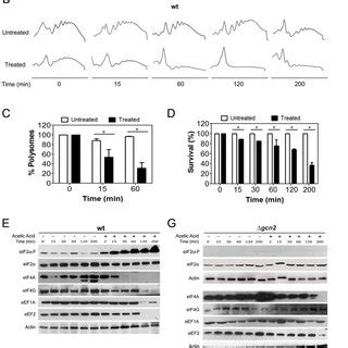 A Polysome Profile Of Wild Type Yeast Cells Treated With The