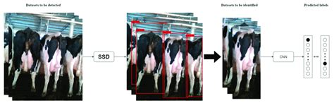 Flowchart Of The Cow Rump Identification Method Download Scientific Diagram