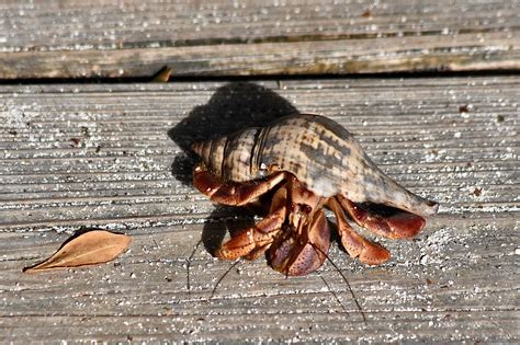 Caribbean Land Hermit Crab