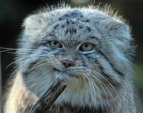 Pallas Cat Kittens For Sale - My Blog - My Best Cat Blog