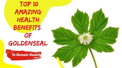 Top 10 Amazing Health Benefits Of Goldenseal YouTube