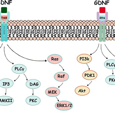 Overlapping Of Growth Factor BDNF Red And Astrocyte Marker GFAP