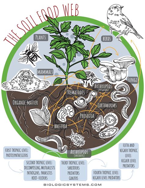 Useful Information Understanding The Soil Food Web Biologic Crop