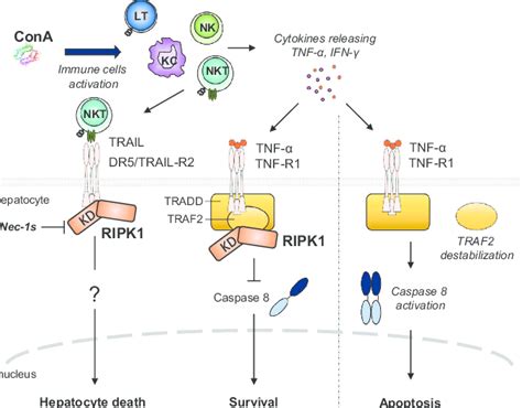 Role Of Ripk1 In Cona Hepatitis Model Schema Of Cell Death Pathway