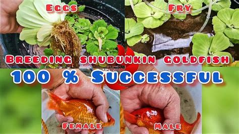 How To Breed Goldfish Part Successful Breeding Youtube