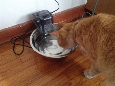 Diy Cat Drinking Fountain Cat Fountain Diy Water Fountain Cat Drinking