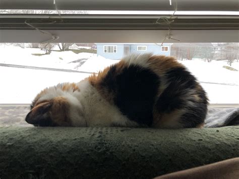 A Proper Faceplant R Catfaceplant