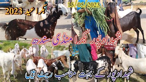 Shahdadpur Bakra Mandi Latest Update Today Mix Goat Breed Date 15