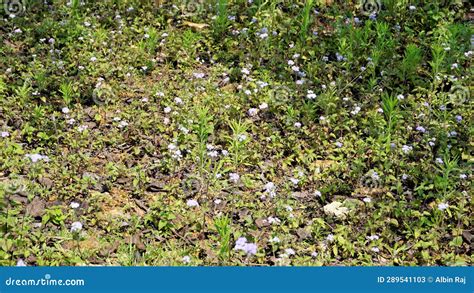 Landscape Mode Flowers Of Ageratum Conyzoides Also Known As Tropical