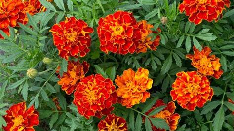 Marigold Winter Care: How To Keep Your Marigold Flowers