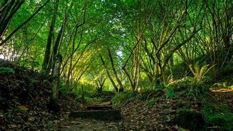 Cepsa invierte en proyectos de reforestación para compensar las