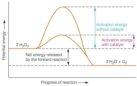 Activation Energy Diagram