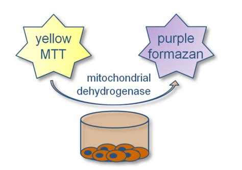 In Vitro Cytotoxicity Assay With Mtt Dye Eurofins Deutschland