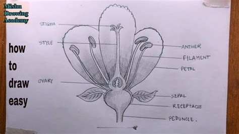 How To Draw Parts Of Flower Diagram Infoupdate Org