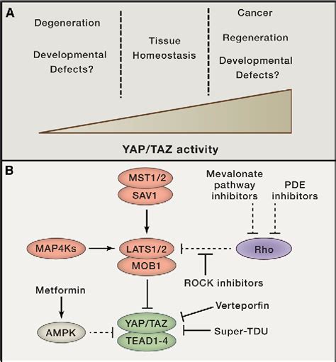 Figure 4 From Hippo Pathway In Organ Size Control Tissue Homeostasis