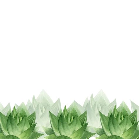 Premium Vector Aloe Vera Plant Botanical Succulent Aloe Frame Of Aloe