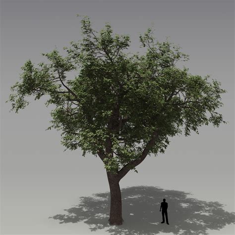 Oak Tree 3d Model 9 Max Obj Fbx Free3d