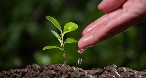 Este fertilizante natural fará crescer o dobro de flores em seu jardim