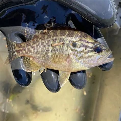 Freshwater Fish Species In Florida 2024 ID Pics