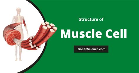 Structure of Muscle: Types, Contraction, and Functions