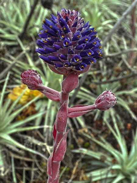 Chagual Puya Venusta Le Jardin Du Pic Vert