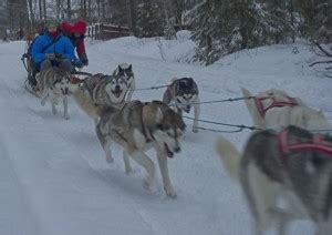 Vivere Una Grande Avventura Con I Cani Da Slitta In Lapponia