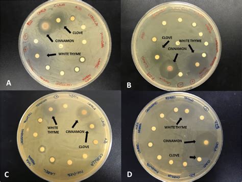 Evaluation Of The Antimicrobial Effect By Disk Diffusion Of Crude