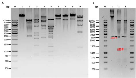 Agarose Gel Electrophoresis Analysis Of Restriction Enzyme Digested Download Scientific Diagram