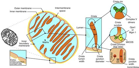 Returning To The Fold For Lessons In Mitochondrial Crista Diversity And Evolution Current Biology