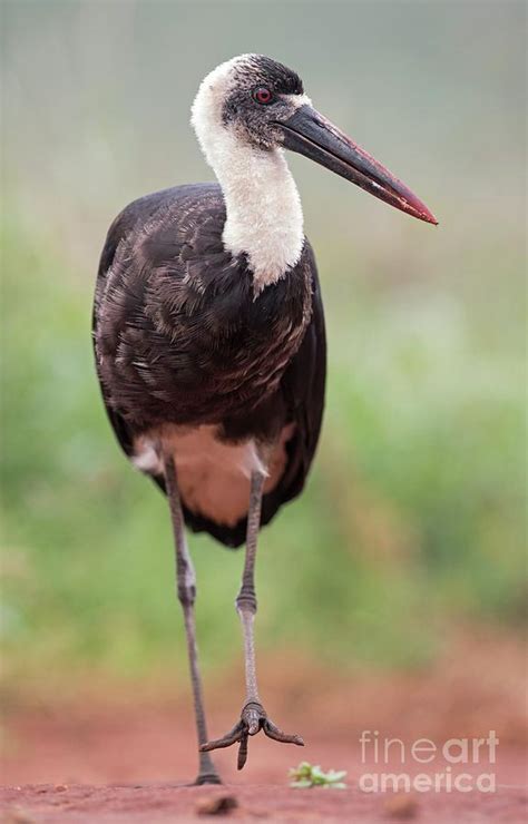 African Woolly-necked Stork by Tony Camacho/science Photo Library