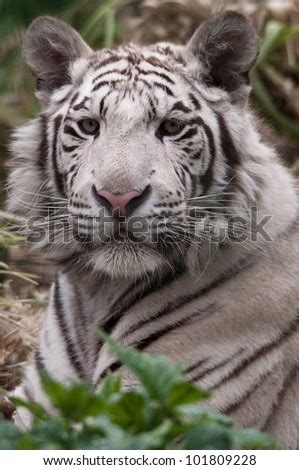 White Tiger Stalking Prey Stock Photo 101809228 : Shutterstock