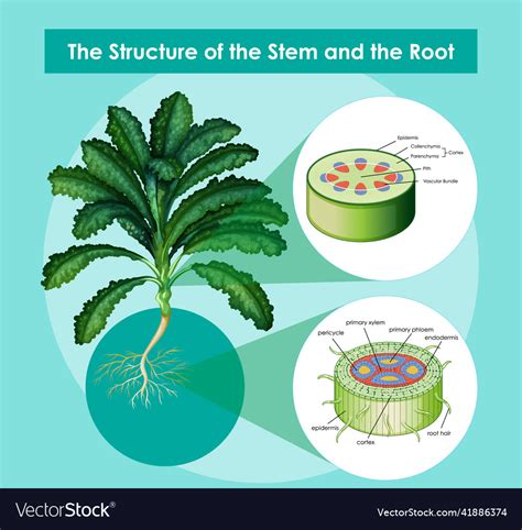 Diagram showing the structure of stem Royalty Free Vector