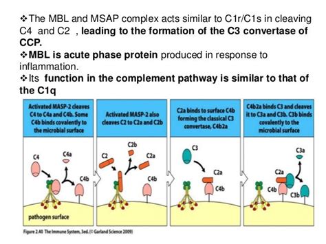 C1q Complement Activation Classical Pathway Telegraph