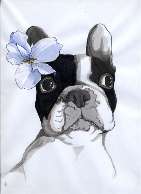 French Bulldog Jeroen Teunen Französische Bulldogge Bulldogge