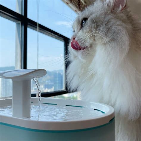 Petlibro Automatic Pet Water Fountain Review Siamese Of Day