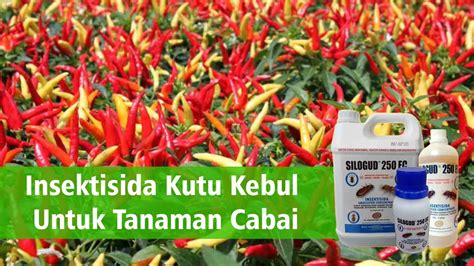 Insektisida Kutu Kebul Untuk Tanaman Cabai Portal Artikel