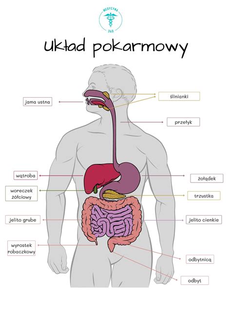 Anatomia człowieka budowa układy i narządy Medycyna360 pl