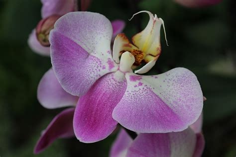 Flower Orchid Petal Free Photo On Pixabay Pixabay