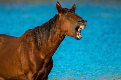 Water Horse Photograph by Ronald Hunt