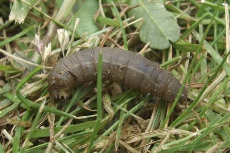 Craneflies Pests Of The Pacific Northwest The Daily World