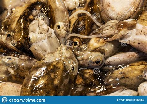 Common Squid At The Fish Market Stock Photo Image Of Nutrition Squid