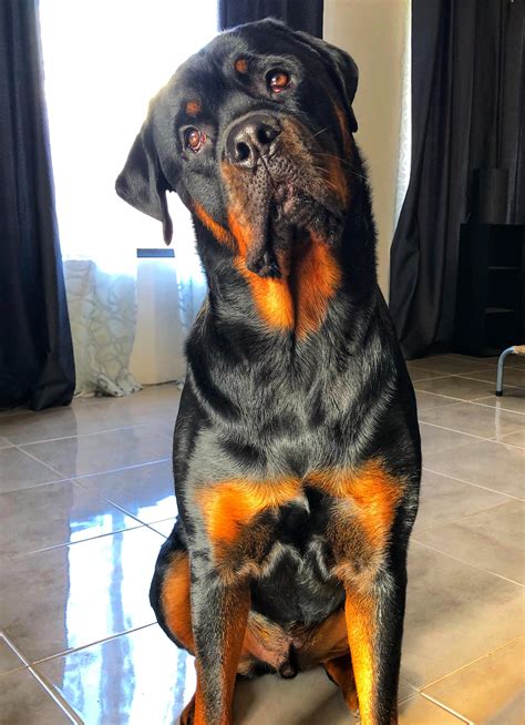 He is beauty, he is grace, but don’t let him fool you with that face! 🐾