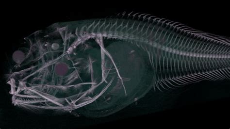 Descubren Nueva Especie De Pez Transl Cido En Las Profundidades De La